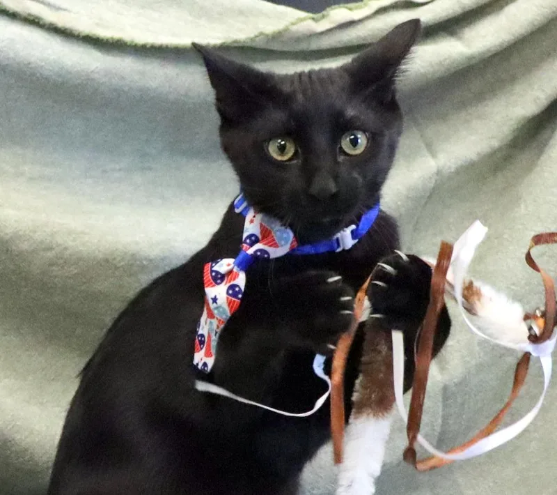 A baby medium-sized male Domestic Short Hair cat named Toulouse for adoption in Jonesboro, AR