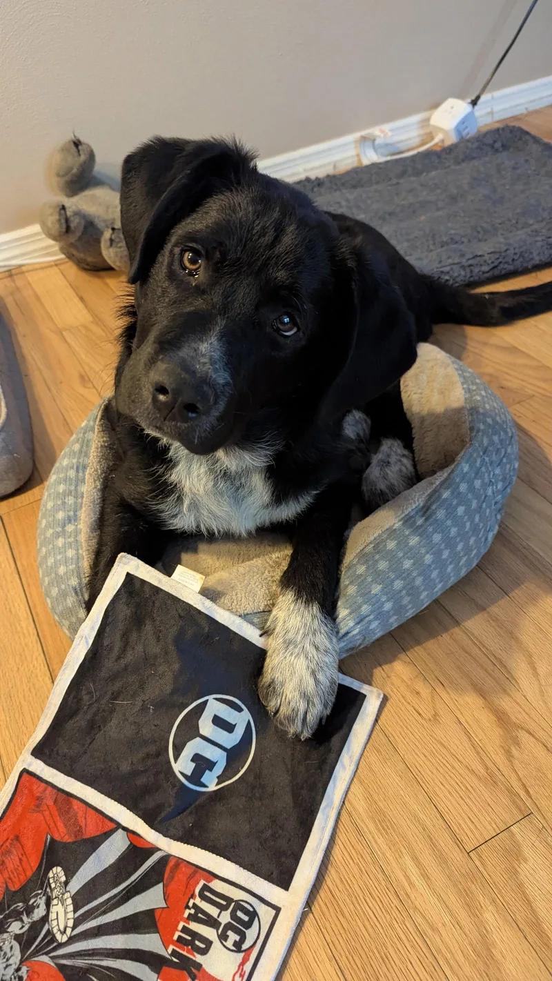 A baby large-sized male Shepherd dog named Storm for adoption in St. Louis, MO