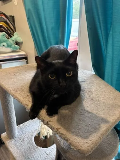 A baby small-sized male Domestic Short Hair cat named Salem for adoption in Paducah, KY