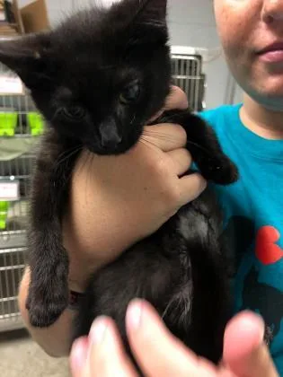 Salem thumbnail 2