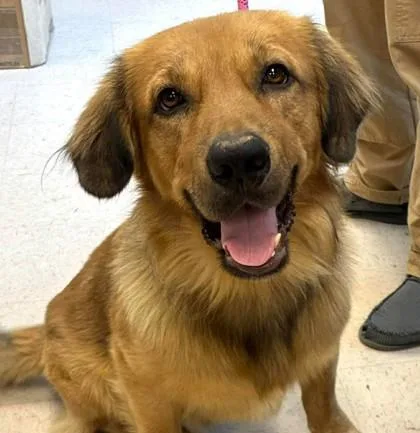 A young large-sized male Golden Retriever dog named Denni for adoption in Elk Grove Village, IL
