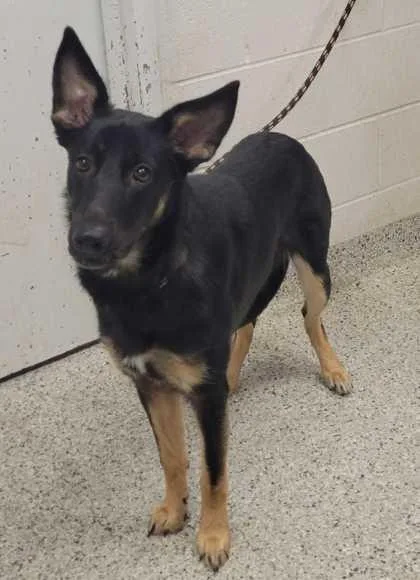 A young large-sized female Black German Shepherd Dog dog named Elka for adoption in Kansas City, MO