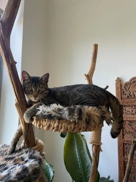 Zzcourtesy Listing For Ethan thumbnail 3