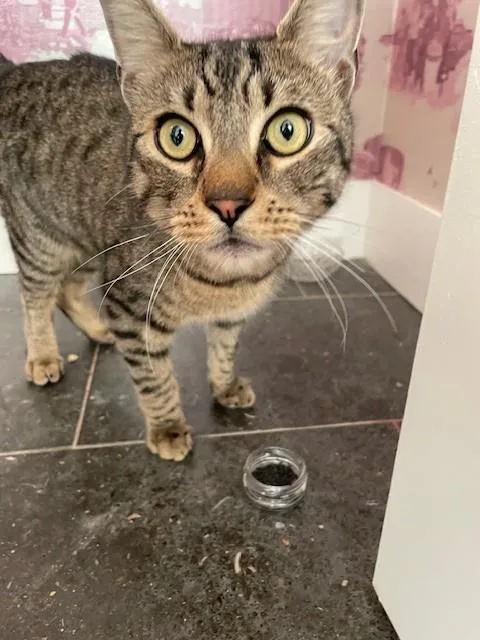 Zzcourtesy Listing For Ethan thumbnail 4