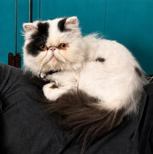 An adult medium-sized female Persian cat named Finley for adoption in Mabank, TX