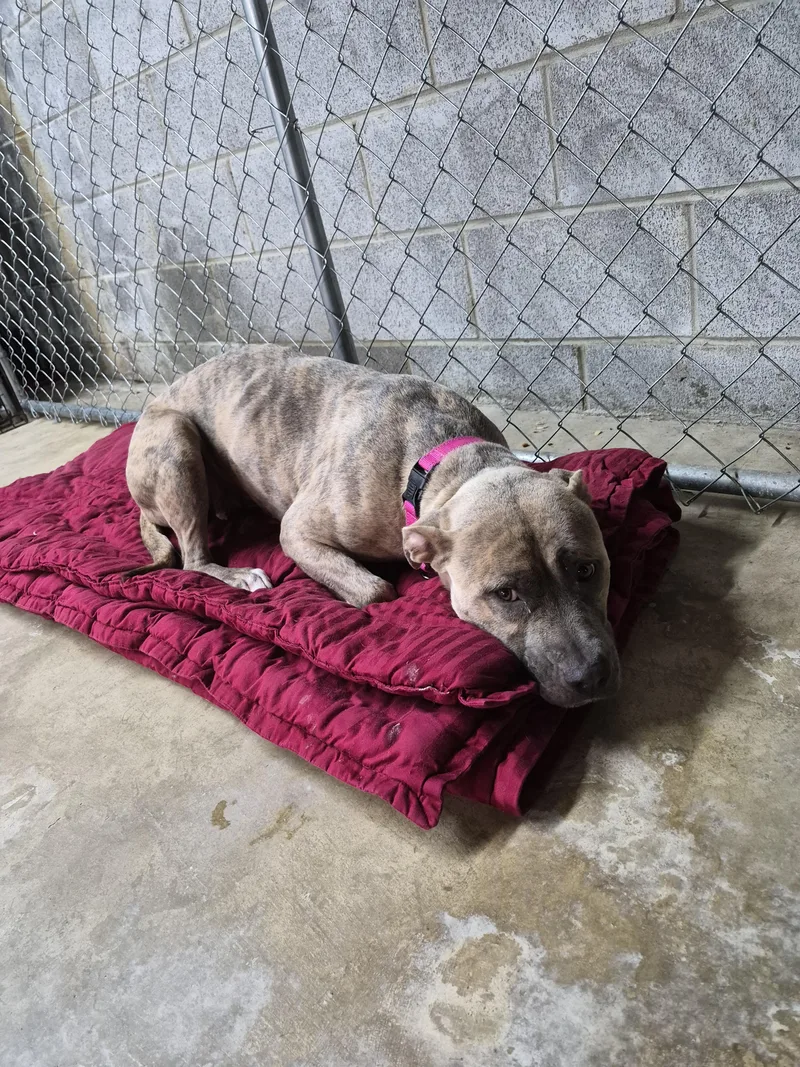 An adult large-sized female Pit Bull Terrier dog named Jordyn for adoption in Lynchburg, TN
