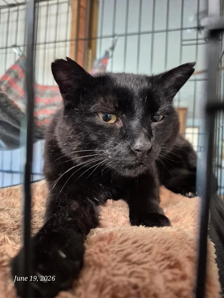 An adult medium-sized male Domestic Short Hair cat named Bb for adoption in Thompson Falls, MT