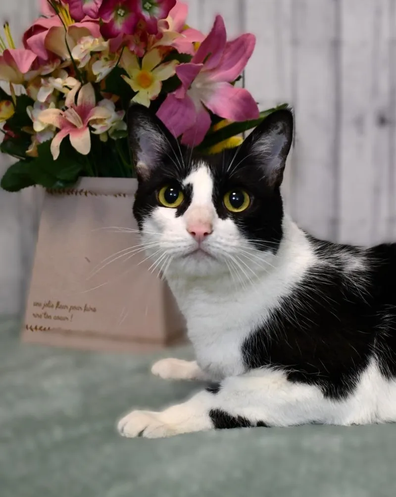 An adult large-sized female Domestic Short Hair cat named Sybil for adoption in Roanoke, TX