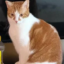 A senior large-sized male Orange / Red Domestic Short Hair cat named Pumpkin for adoption in West Palm Beach, FL