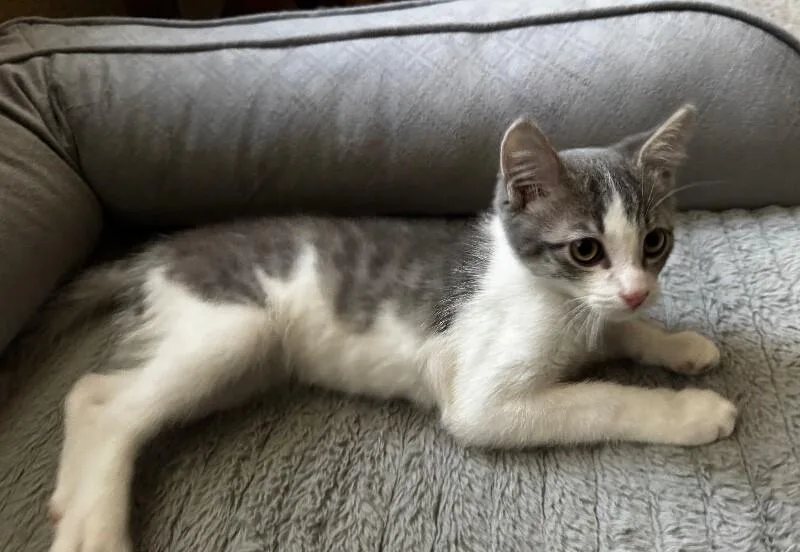 A baby small-sized male Gray & White Tabby cat named Smokey the Bear ๐ป for adoption in Anthem, AZ