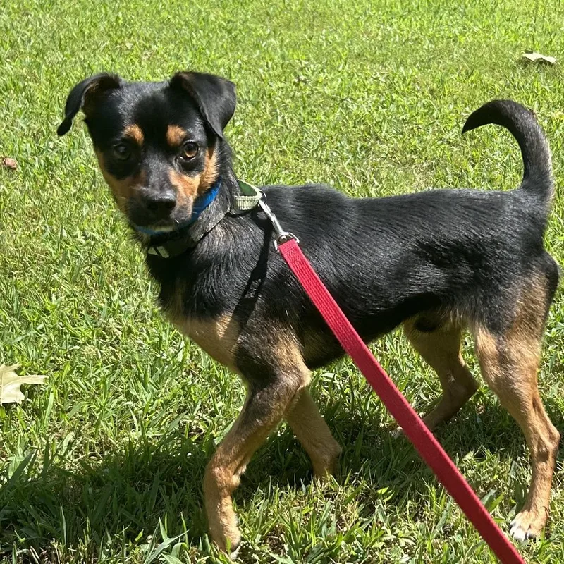 An adult small-sized male Black Mixed Breed dog named Grizzly for adoption in Auburn, AL