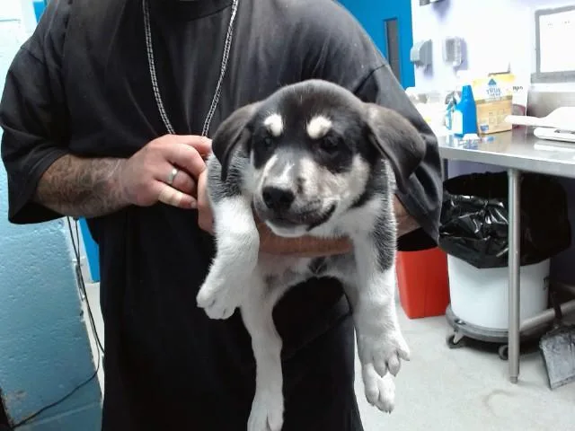 A baby small-sized male Husky dog named Keegan for adoption in Albuquerque, NM