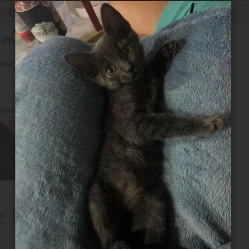 Stella