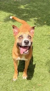 An adult medium-sized female Tricolor (Brown, Black, & White) Terrier dog named Bases Loaded for adoption in Mount Juliet, TN