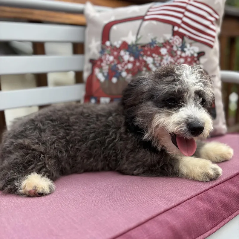 A baby small-sized male Aussiedoodle dog named Trooper for adoption in Chicopee, MA