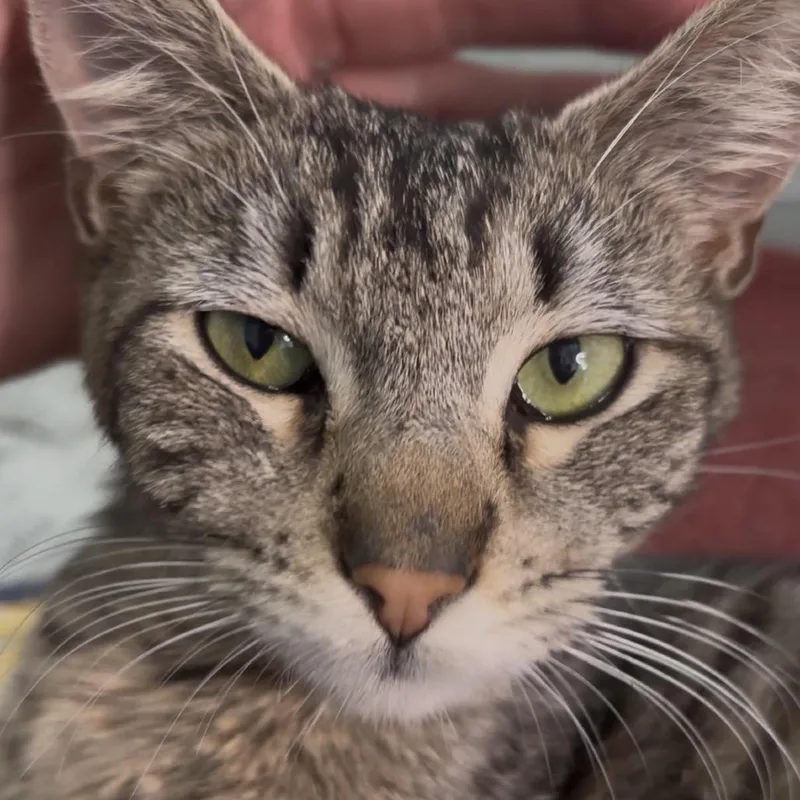A young small-sized female Domestic Short Hair cat named Silvana for adoption in Tustin, CA
