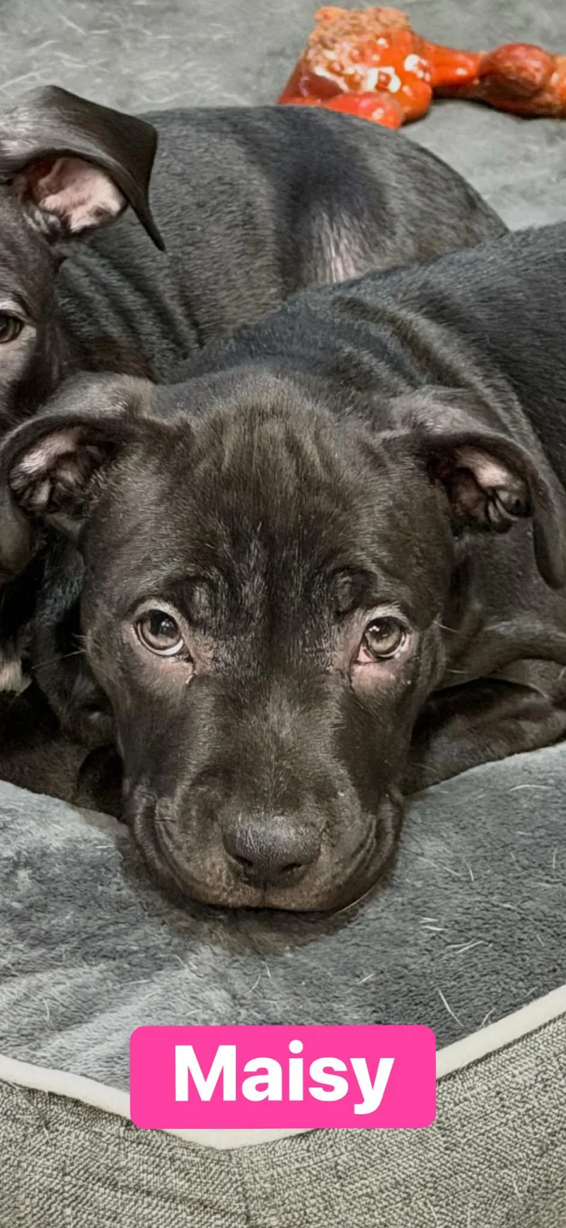 Maisy