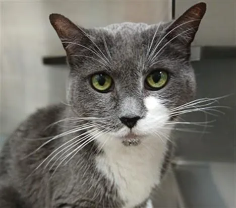 A senior medium-sized female Domestic Short Hair cat named Boots for adoption in Derwood, MD