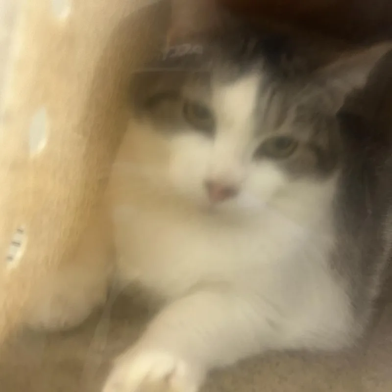 An adult extra large-sized female Gray / Blue / Silver Domestic Short Hair cat named Julissa for adoption in Philadelphia, PA