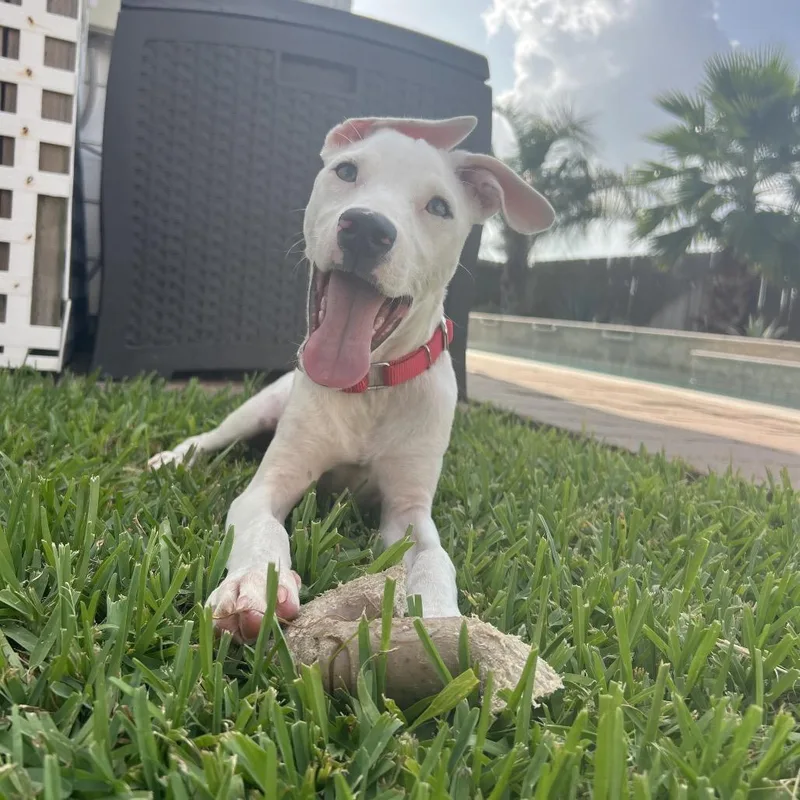 A baby medium-sized male White / Cream American Staffordshire Terrier dog named Slim Shady for adoption in Spring, TX