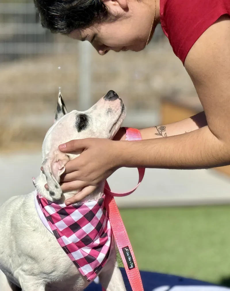 Orchid  Sweetest Dog! thumbnail 3