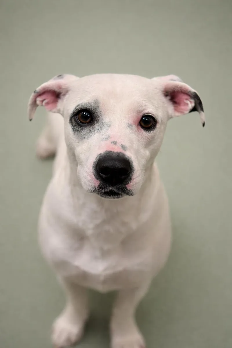 An adult small-sized female Dalmatian dog named Orchid Sweetest Dog! for adoption in Hondo, TX