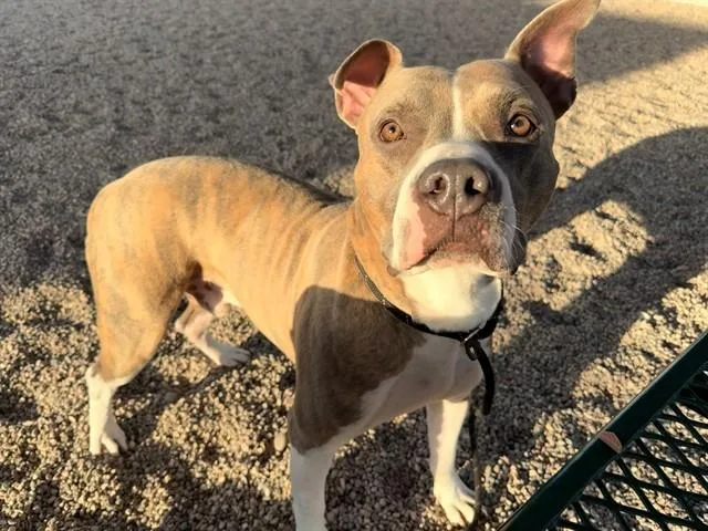 A young large-sized male Pit Bull Terrier dog named Milo for adoption in Mesa, AZ