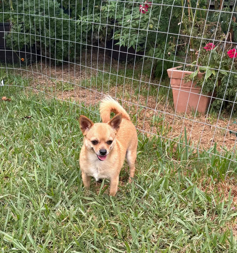 An adult small-sized male Apricot / Beige Chihuahua dog named Tails for adoption in Houston, TX