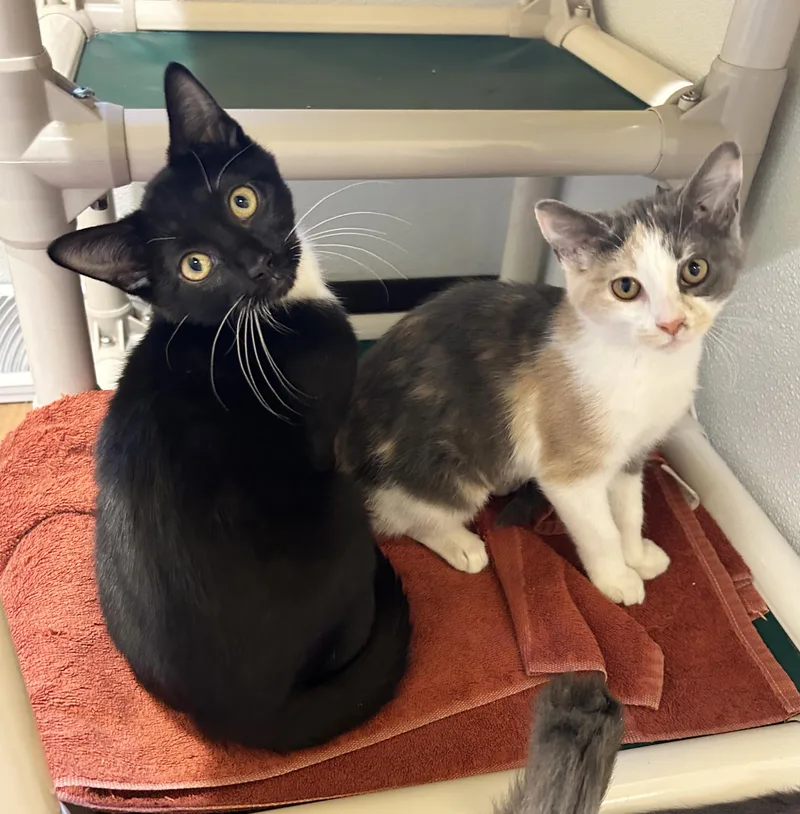 A baby medium-sized male Black & White / Tuxedo Domestic Short Hair cat named Oli for adoption in Parkville, MO