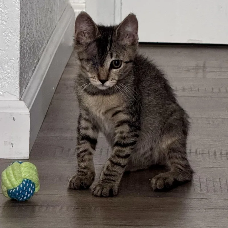 A baby medium-sized male Abyssinian cat named Lucky for adoption in Lakeport, CA