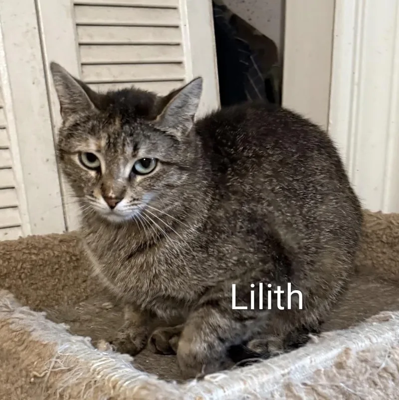 A young small-sized female Domestic Medium Hair cat named Lilith for adoption in Westland, MI