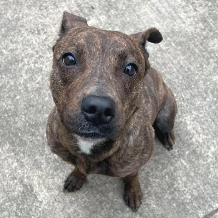 A young medium-sized female Brindle Mixed Breed dog named Coconut for adoption in Wheeling, IL