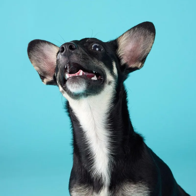 A baby small-sized female Black Dachshund dog named Matilda — A Little for adoption in League City, TX