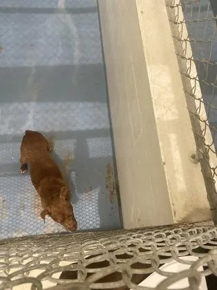 An adult medium-sized female Terrier dog named Ophelia for adoption in Gainesville, FL