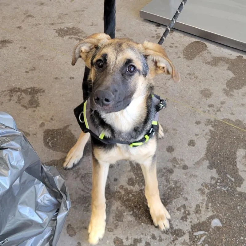 A baby medium-sized female Black Mixed Breed dog named Randi for adoption in Las Cruces, NM