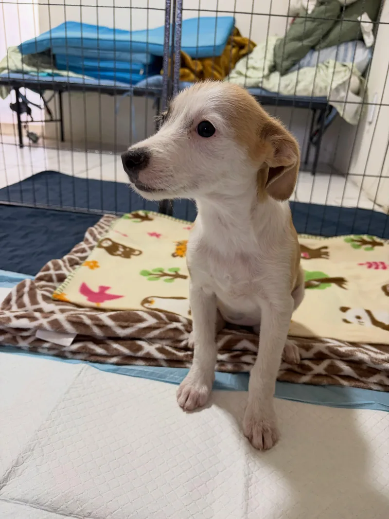 A baby small-sized female White / Cream Terrier dog named Ivy for adoption in Poway, CA