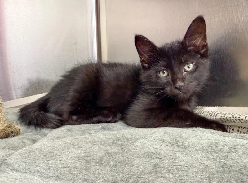 A baby small-sized male Domestic Short Hair cat named Sukha for adoption in Murray, KY