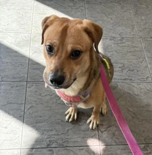An adult medium-sized female German Shepherd Dog dog named Julia for adoption in Los Angeles, CA