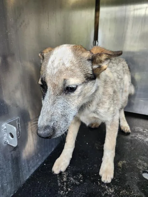 A baby medium-sized female Australian Cattle Dog / Blue Heeler dog named Caramel for adoption in San Antonio, TX