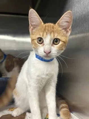A baby medium-sized female Domestic Short Hair cat named Mirabelle for adoption in Picayune, MS
