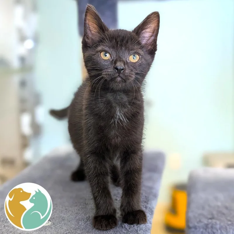A baby small-sized female Black Domestic Short Hair cat named Ambulance for adoption in Toledo, OH