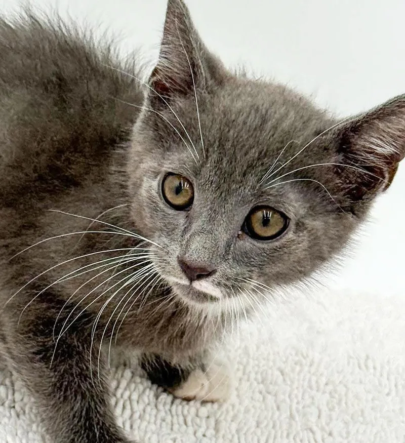 A baby small-sized male Gray & White Russian Blue cat named Lennox  What is for adoption in Bedford Hills, NY