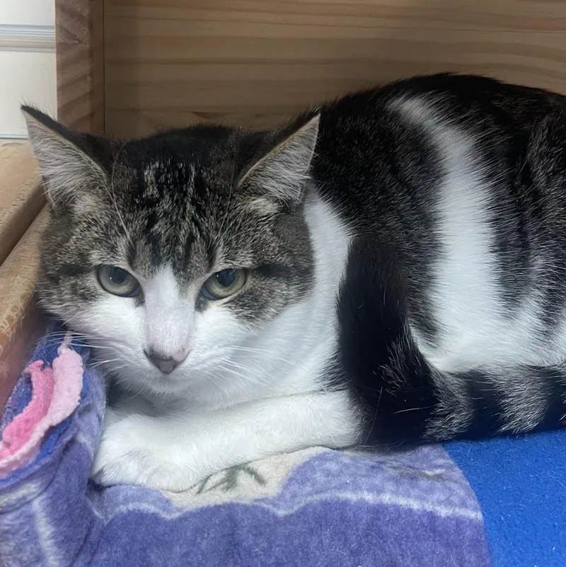 A baby medium-sized female Tabby (Buff / Tan / Fawn) Domestic Short Hair cat named Nellie for adoption in New Philadelphia, OH