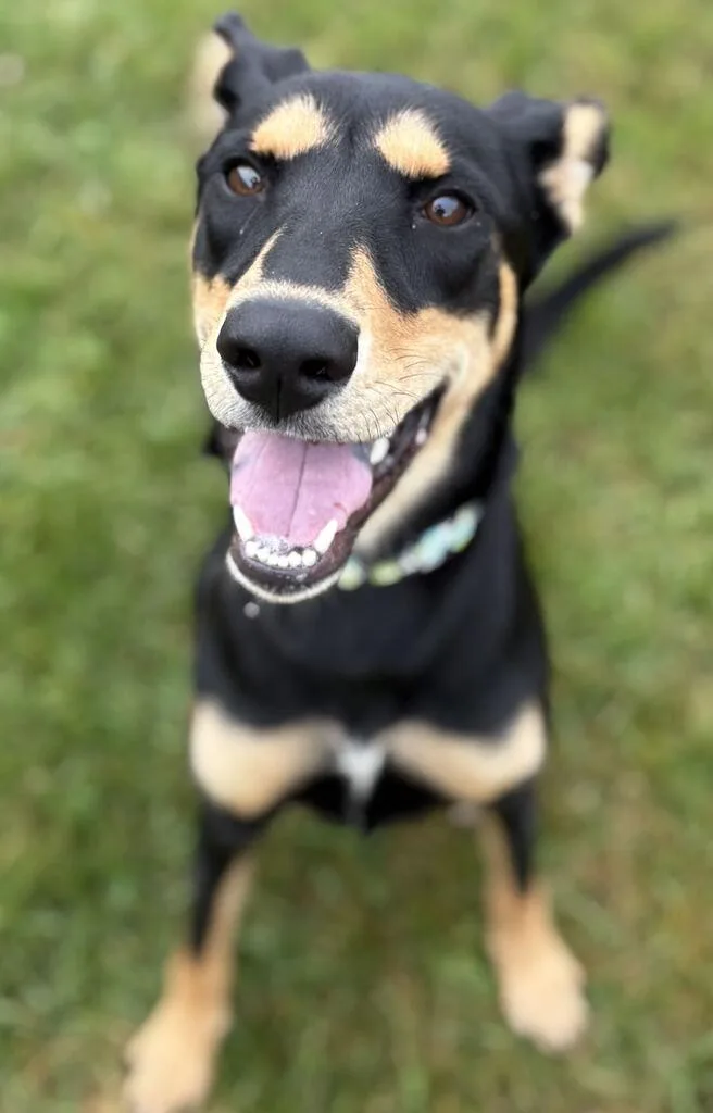 A young medium-sized female Mixed Breed dog named Kylee for adoption in Jackson, MI