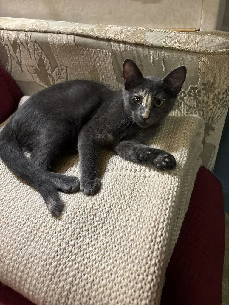A baby medium-sized female Domestic Short Hair cat named Dusty Hoof for adoption in Minot, ND