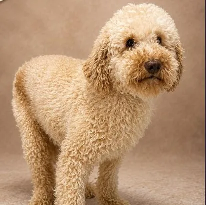 An adult small-sized male Yellow / Tan / Blond / Fawn Goldendoodle dog named Caden for adoption in Boca Raton, FL