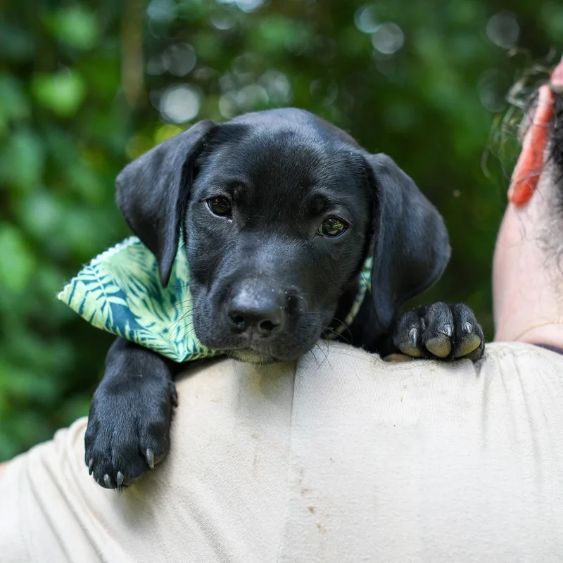 A baby medium-sized male Black Mixed Breed dog named Cory for adoption in BONIFAY, FL