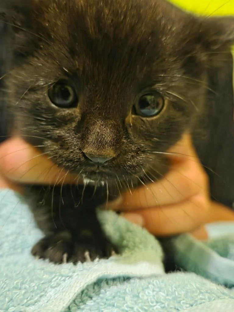 Salem