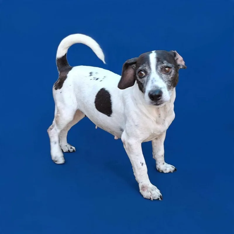 An adult small-sized female Jack Russell Terrier dog named Valentina for adoption in San Diego, CA