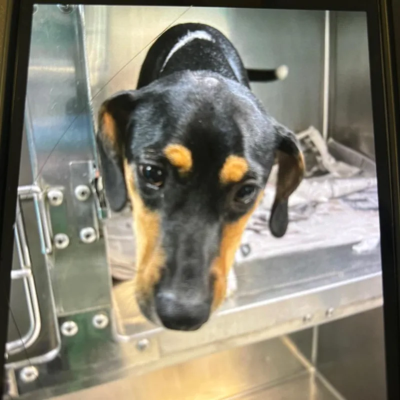 An adult small-sized female Beagle dog named Bella for adoption in Lake Jackson, TX